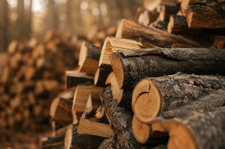 Stacked firewood in warm autumn light with trees softly blurred in the background.