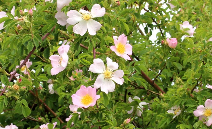 Pale pink wild roses blooming among green leaves.